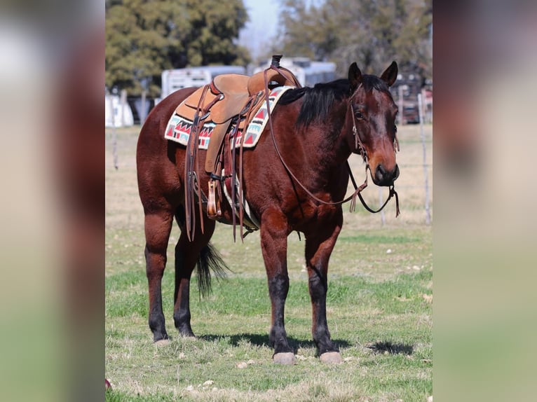 American Quarter Horse Castrone 12 Anni 150 cm Baio ciliegia in Lipan TX