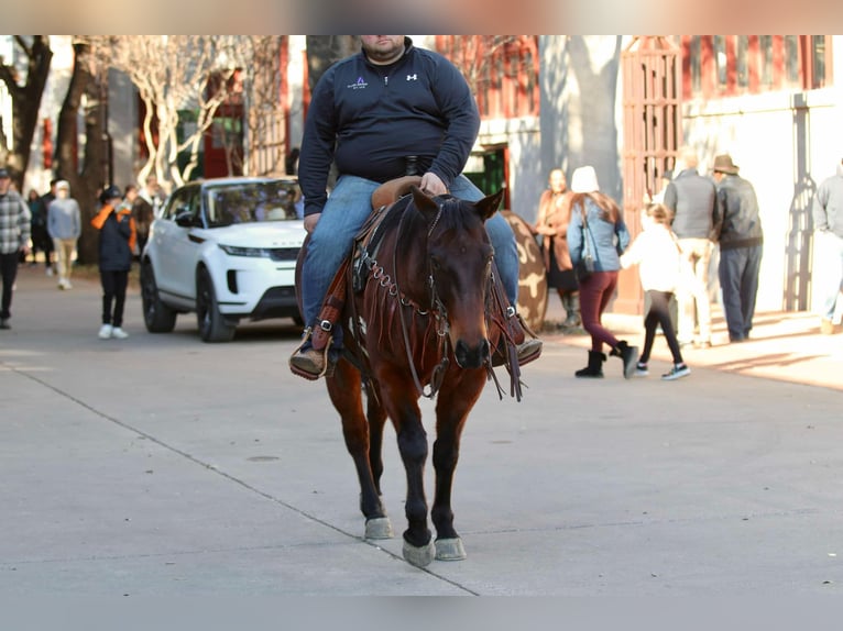 American Quarter Horse Castrone 12 Anni 150 cm Baio ciliegia in Lipan TX