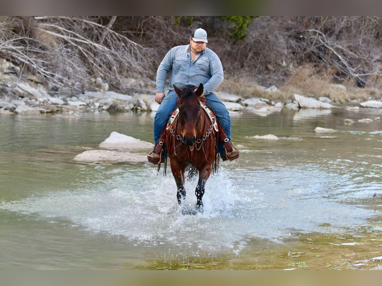 American Quarter Horse Castrone 12 Anni 150 cm Baio ciliegia in Lipan TX