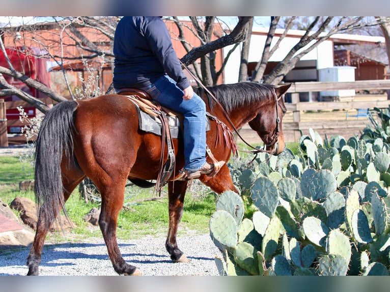 American Quarter Horse Castrone 12 Anni 150 cm Baio ciliegia in Lipan TX