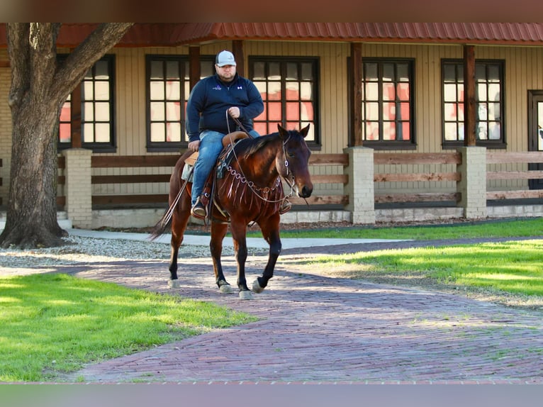 American Quarter Horse Castrone 12 Anni 150 cm Baio ciliegia in Lipan TX