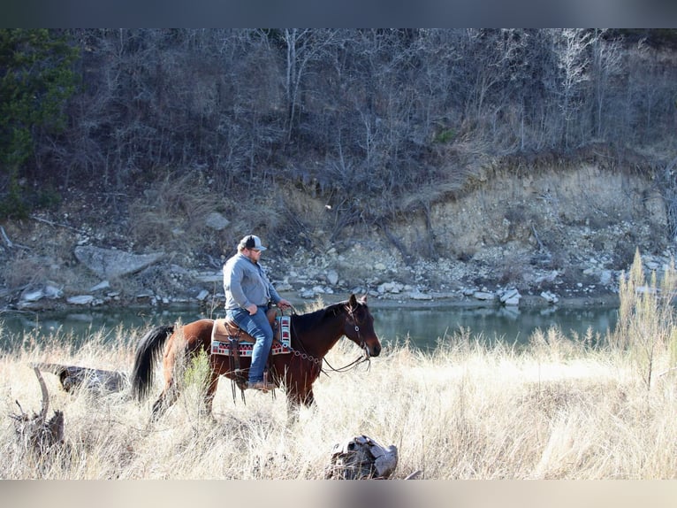 American Quarter Horse Castrone 12 Anni 150 cm Baio ciliegia in Lipan TX