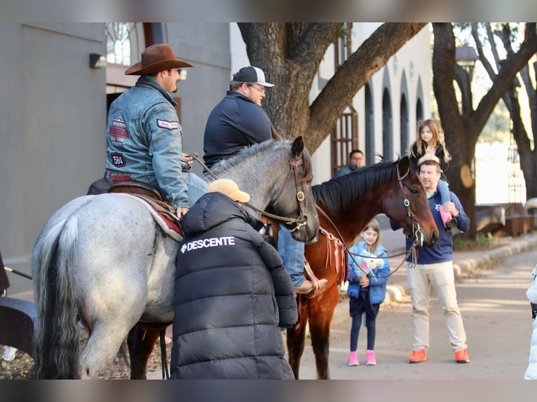 American Quarter Horse Castrone 12 Anni 150 cm Baio ciliegia in Lipan TX