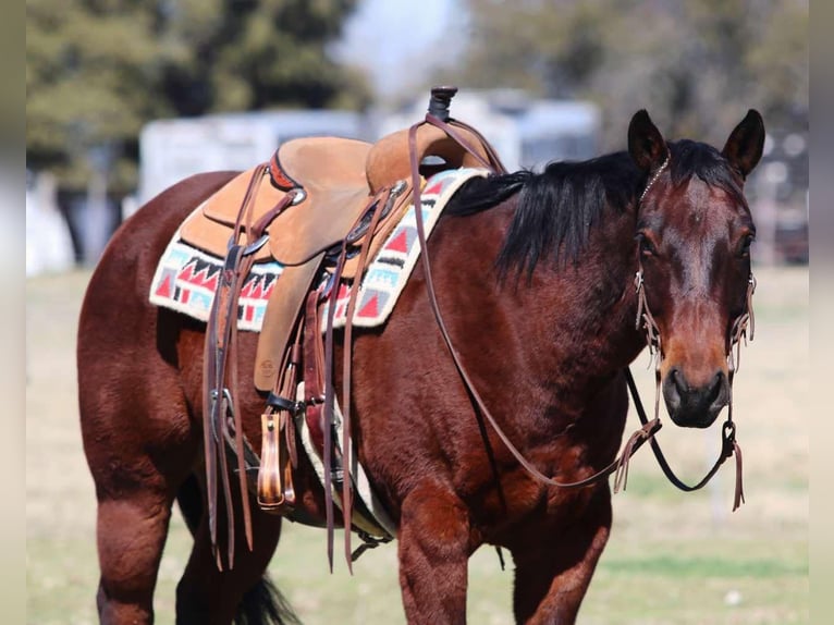 American Quarter Horse Castrone 12 Anni 150 cm Baio ciliegia in Lipan TX