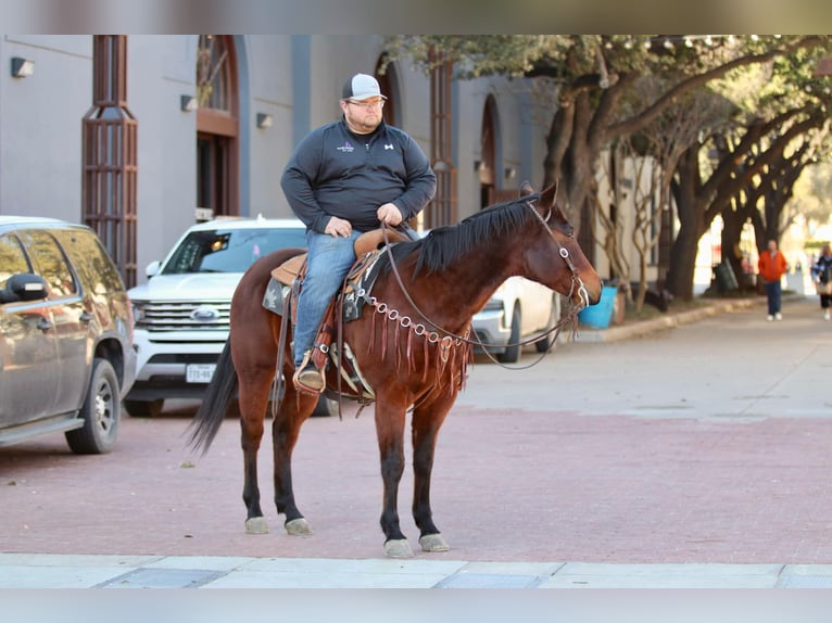 American Quarter Horse Castrone 12 Anni 150 cm Baio ciliegia in Lipan TX