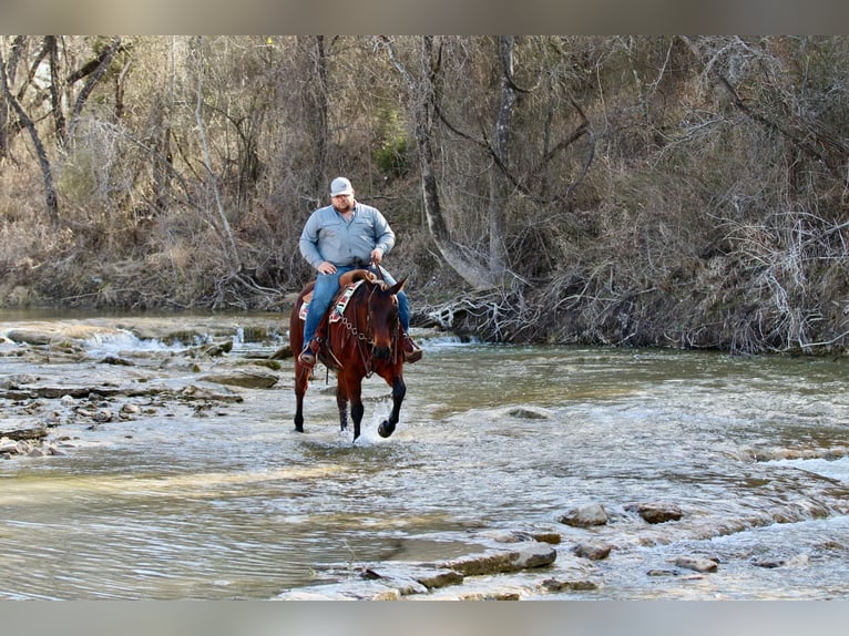 American Quarter Horse Castrone 12 Anni 150 cm Baio ciliegia in Lipan TX