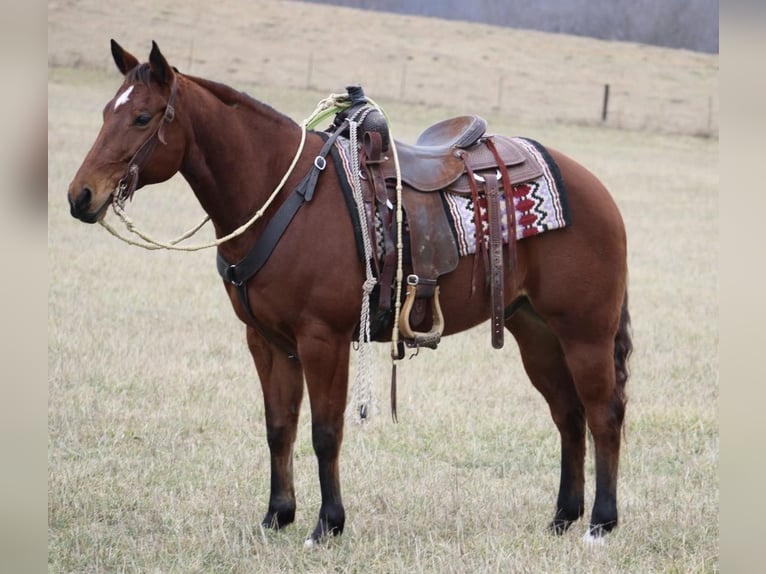 American Quarter Horse Castrone 12 Anni 150 cm Baio ciliegia in thompkinsville KY