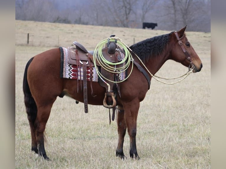 American Quarter Horse Castrone 12 Anni 150 cm Baio ciliegia in thompkinsville KY