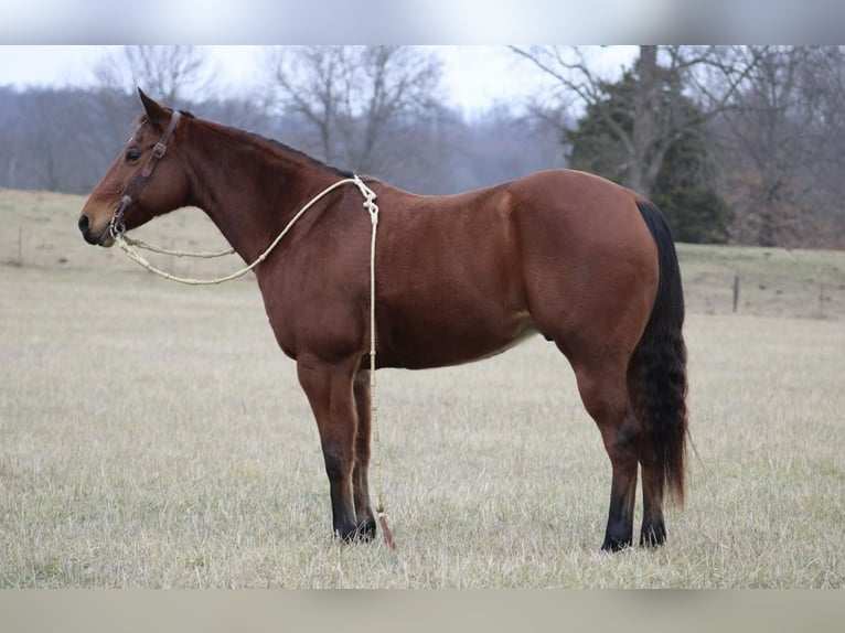 American Quarter Horse Castrone 12 Anni 150 cm Baio ciliegia in thompkinsville KY