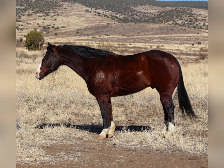 American Quarter Horse Castrone 12 Anni 150 cm Baio ciliegia in Camp Verde, AZ