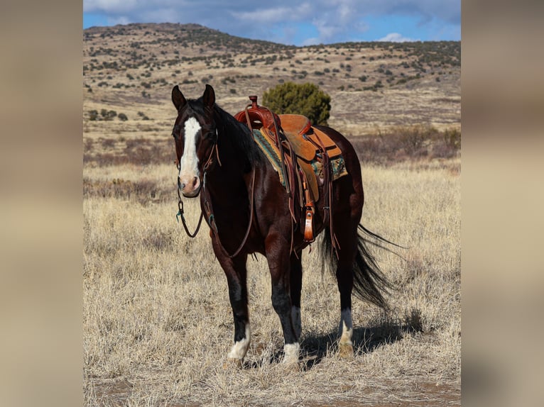 American Quarter Horse Castrone 12 Anni 150 cm Baio ciliegia in Camp Verde, AZ