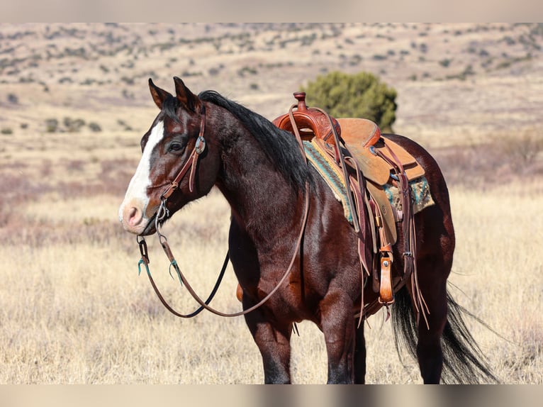 American Quarter Horse Castrone 12 Anni 150 cm Baio ciliegia in Camp Verde, AZ