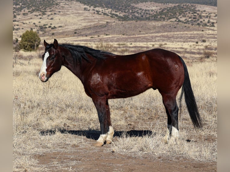 American Quarter Horse Castrone 12 Anni 150 cm Baio ciliegia in Camp Verde, AZ