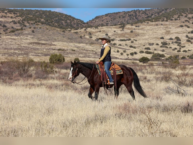 American Quarter Horse Castrone 12 Anni 150 cm Baio ciliegia in Camp Verde, AZ