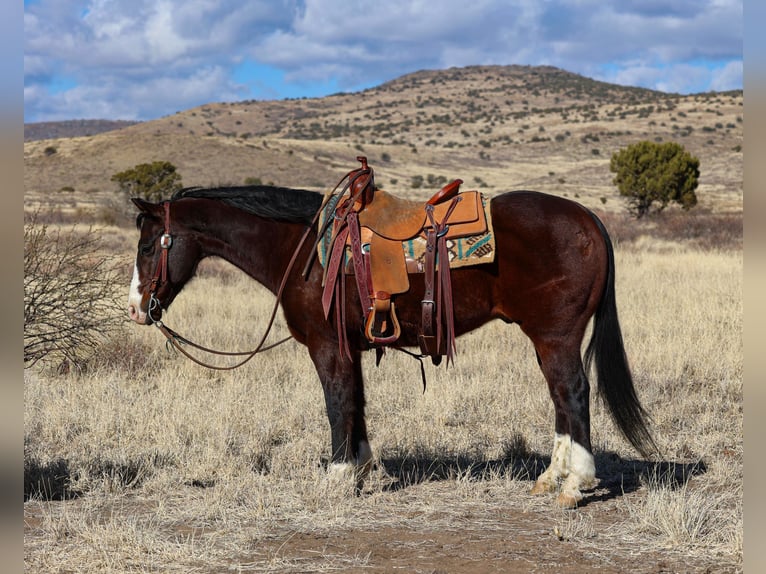 American Quarter Horse Castrone 12 Anni 150 cm Baio ciliegia in Camp Verde, AZ