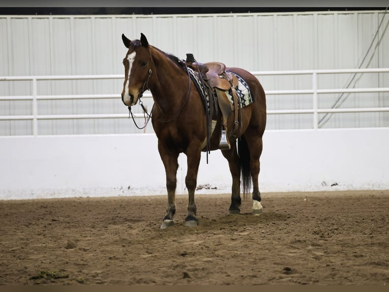 American Quarter Horse Castrone 12 Anni 150 cm Baio ciliegia in Cannon Falls, MN