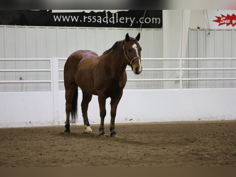 American Quarter Horse Castrone 12 Anni 150 cm Baio ciliegia in Cannon Falls, MN