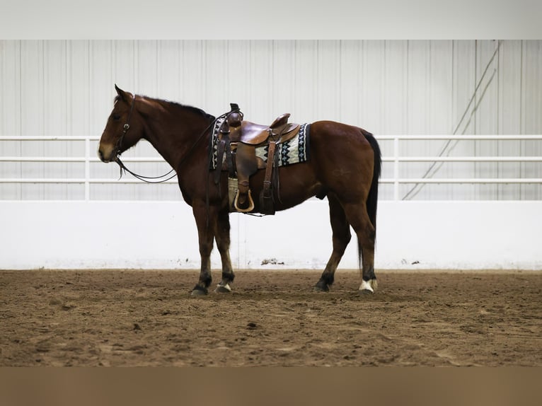 American Quarter Horse Castrone 12 Anni 150 cm Baio ciliegia in Cannon Falls, MN