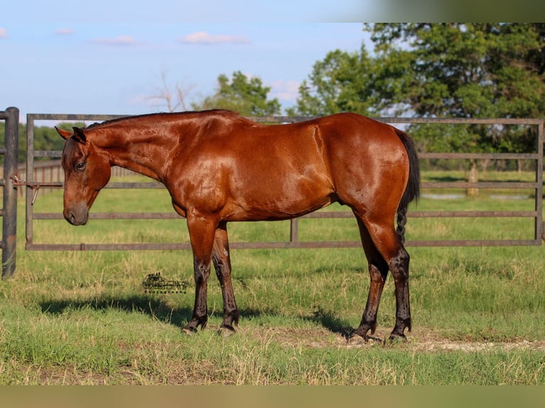 American Quarter Horse Castrone 12 Anni 150 cm Baio ciliegia in Canton