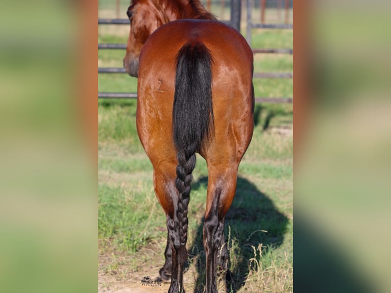 American Quarter Horse Castrone 12 Anni 150 cm Baio ciliegia in Canton