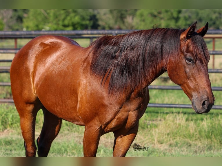 American Quarter Horse Castrone 12 Anni 150 cm Baio ciliegia in Canton