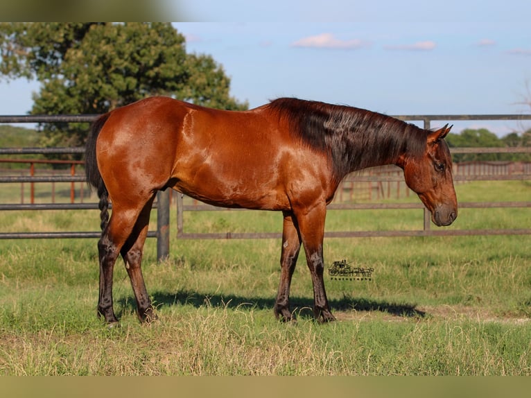 American Quarter Horse Castrone 12 Anni 150 cm Baio ciliegia in Canton