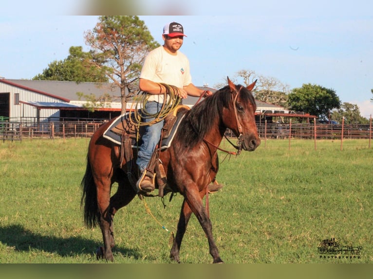 American Quarter Horse Castrone 12 Anni 150 cm Baio ciliegia in Canton