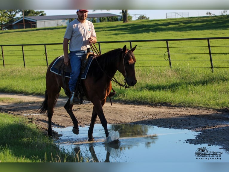 American Quarter Horse Castrone 12 Anni 150 cm Baio ciliegia in Canton