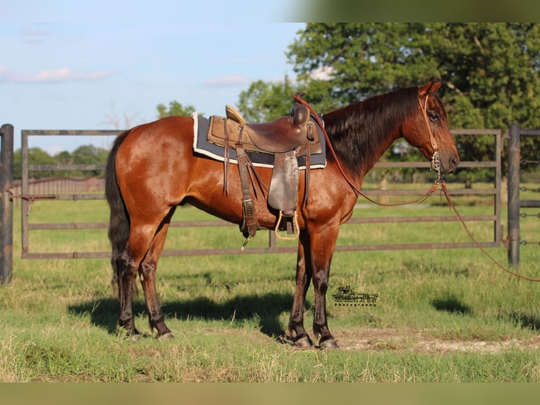 American Quarter Horse Castrone 12 Anni 150 cm Baio ciliegia in Canton