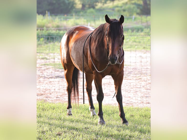 American Quarter Horse Castrone 12 Anni 150 cm Baio ciliegia in Weatherford TX