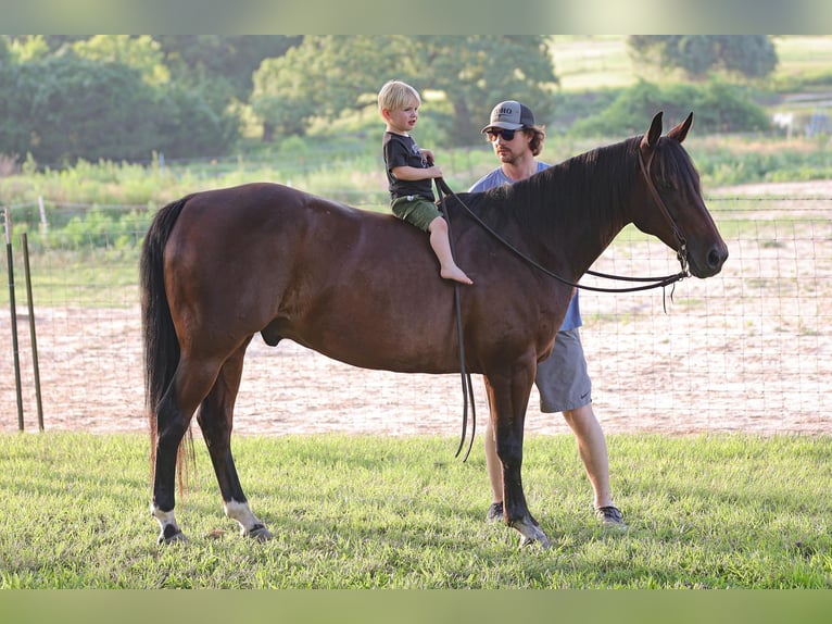 American Quarter Horse Castrone 12 Anni 150 cm Baio ciliegia in Weatherford TX
