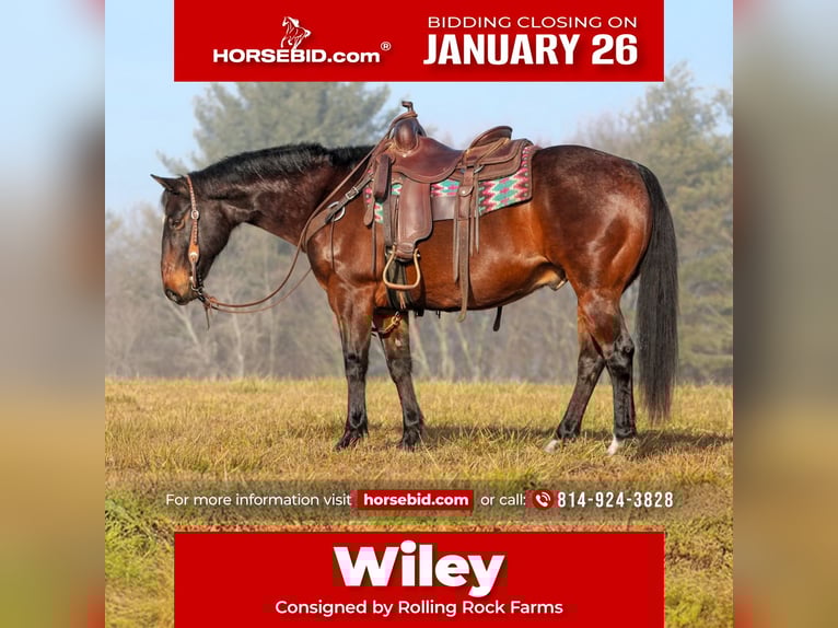 American Quarter Horse Castrone 12 Anni 150 cm Baio roano in Clarion, PA