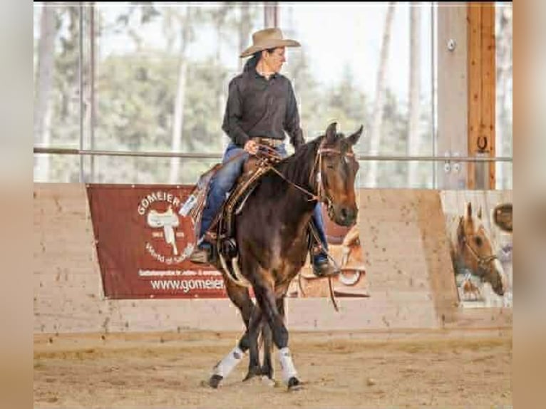 American Quarter Horse Castrone 12 Anni 150 cm Baio scuro in Pilsting