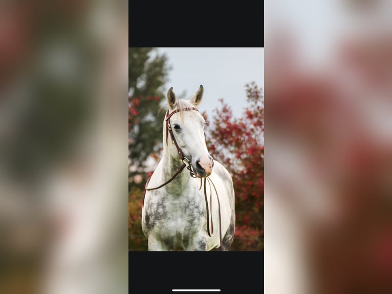 American Quarter Horse Mix Castrone 12 Anni 150 cm  in ErkheimErkheim