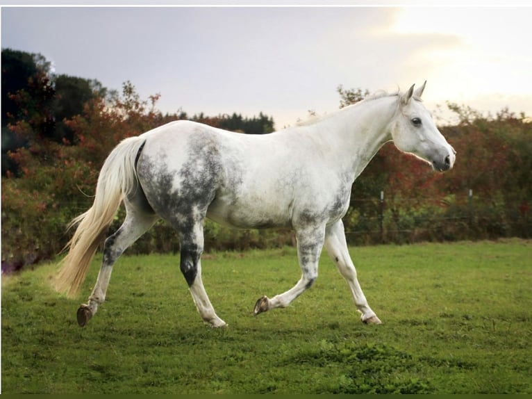 American Quarter Horse Mix Castrone 12 Anni 150 cm  in ErkheimErkheim