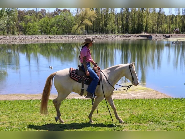 American Quarter Horse Castrone 12 Anni 150 cm Champagne in PLeasant Grove CA