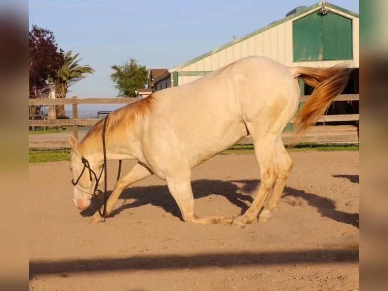 American Quarter Horse Castrone 12 Anni 150 cm Champagne in PLeasant Grove CA