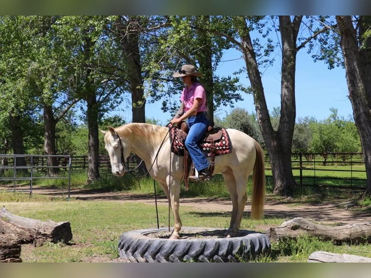 American Quarter Horse Castrone 12 Anni 150 cm Champagne in PLeasant Grove CA