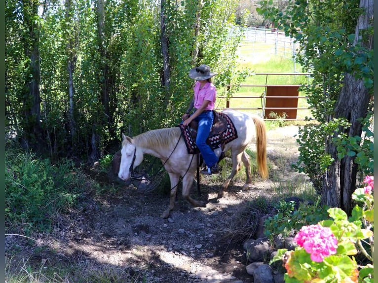 American Quarter Horse Castrone 12 Anni 150 cm Champagne in PLeasant Grove CA