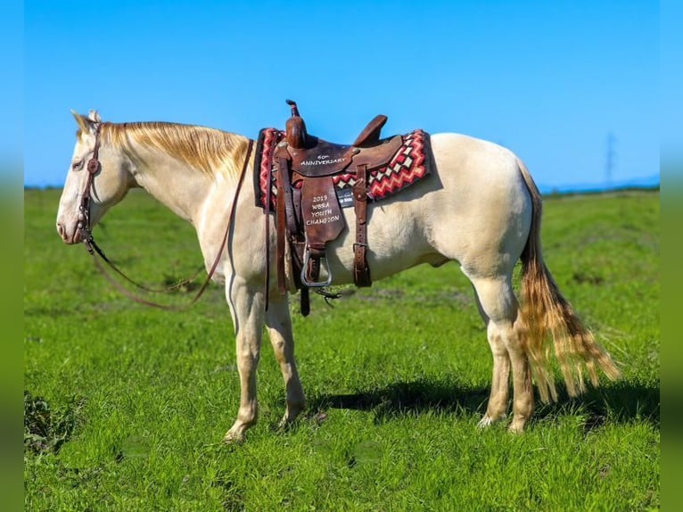 American Quarter Horse Castrone 12 Anni 150 cm Champagne in PLeasant Grove CA