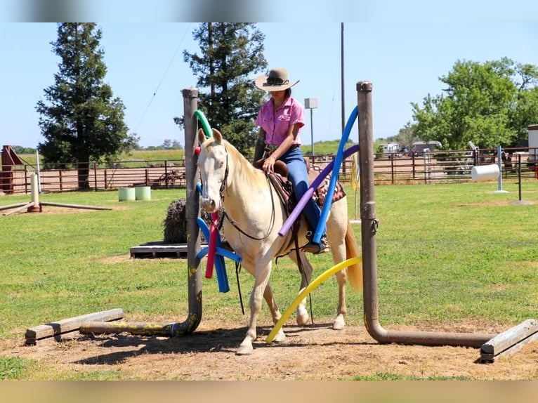 American Quarter Horse Castrone 12 Anni 150 cm Champagne in PLeasant Grove CA