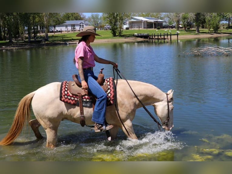 American Quarter Horse Castrone 12 Anni 150 cm Champagne in PLeasant Grove CA