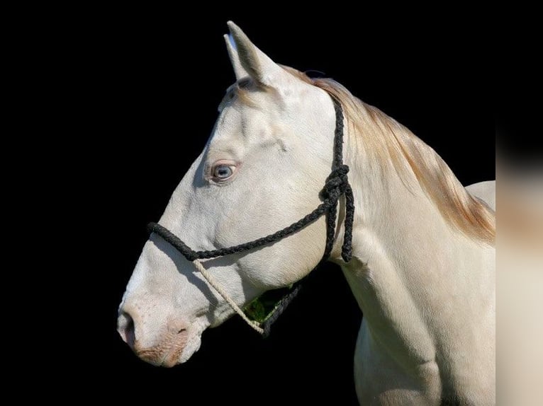 American Quarter Horse Castrone 12 Anni 150 cm Champagne in PLeasant Grove CA