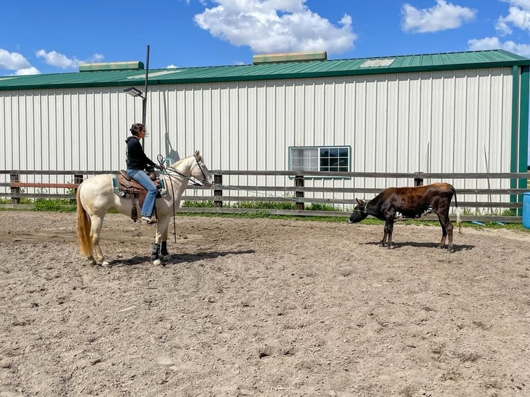 American Quarter Horse Castrone 12 Anni 150 cm Champagne in PLeasant Grove CA