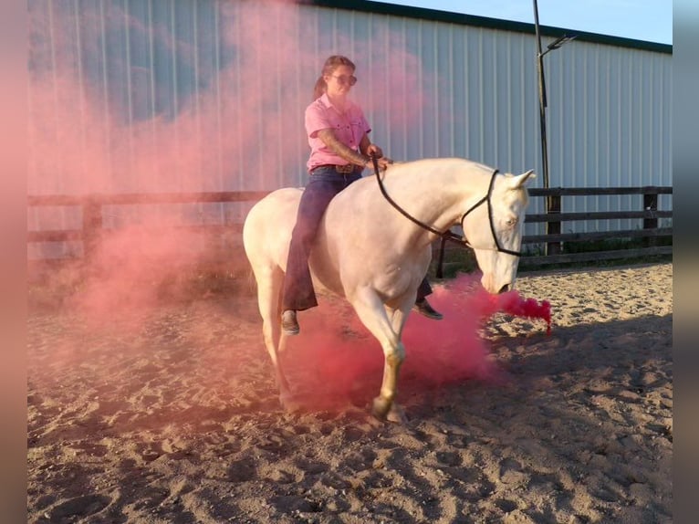 American Quarter Horse Castrone 12 Anni 150 cm Champagne in PLeasant Grove CA