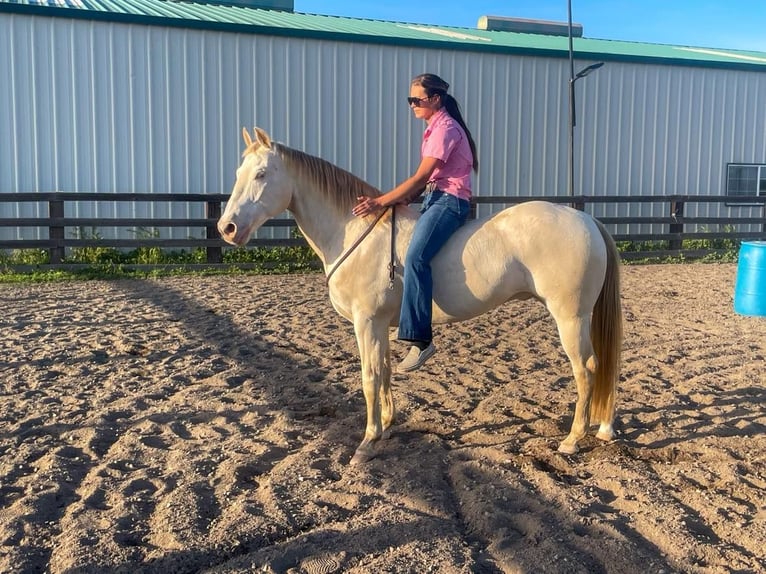 American Quarter Horse Castrone 12 Anni 150 cm Champagne in PLeasant Grove CA