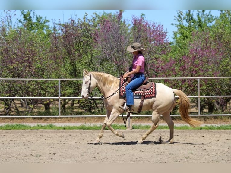 American Quarter Horse Castrone 12 Anni 150 cm Champagne in PLeasant Grove CA