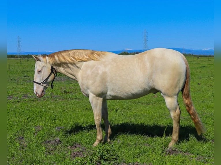 American Quarter Horse Castrone 12 Anni 150 cm Champagne in PLeasant Grove CA