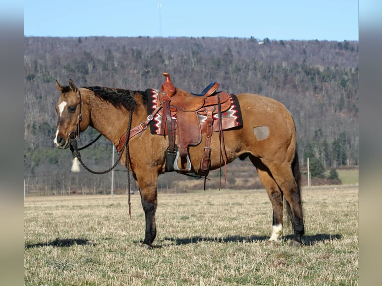 American Quarter Horse Castrone 12 Anni 150 cm Falbo in Rebersburg, PA