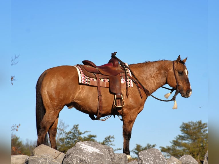 American Quarter Horse Castrone 12 Anni 150 cm Falbo in Rebersburg, PA